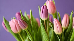 Tulipany najczęściej kupowane na Dzień Kobiet