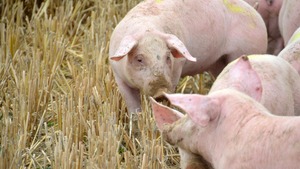 Ewangelia na dziś. "Posłał go na pola żeby pasł świnie"