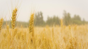 Ewangelia na dziś. "litował się nad nimi, bo byli znękani i porzuceni"