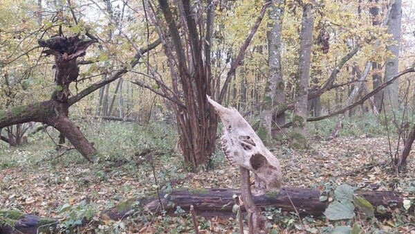 Tajemnicze średniowieczne grodzisko ukryte w polskich bagnach. Badania trwają