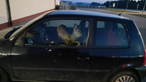 Opolskie. Kobieta zabrała potrąconą sarnę na przejażdżkę